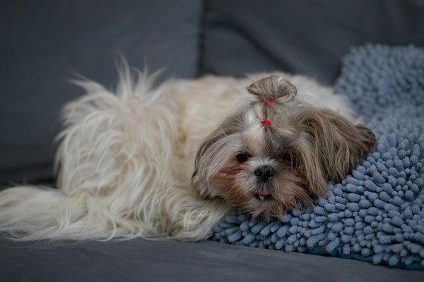 Ruche dadant complète : guide pour choisir la meilleure version