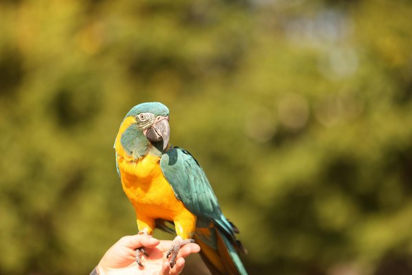 Animalerie en ligne : bien choisir accessoires et croquettes pour le bien-être animal