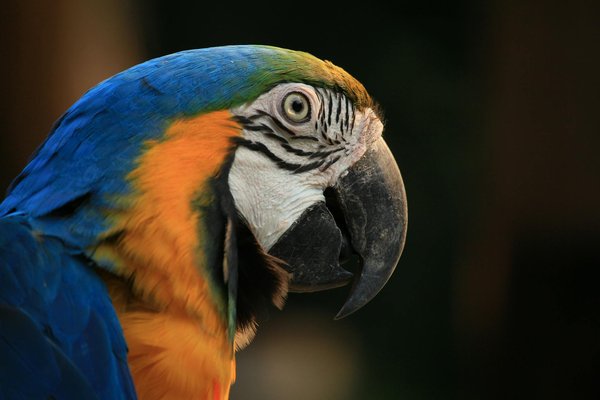 Comment vivre bien et longtemps avec un chien chihuahua