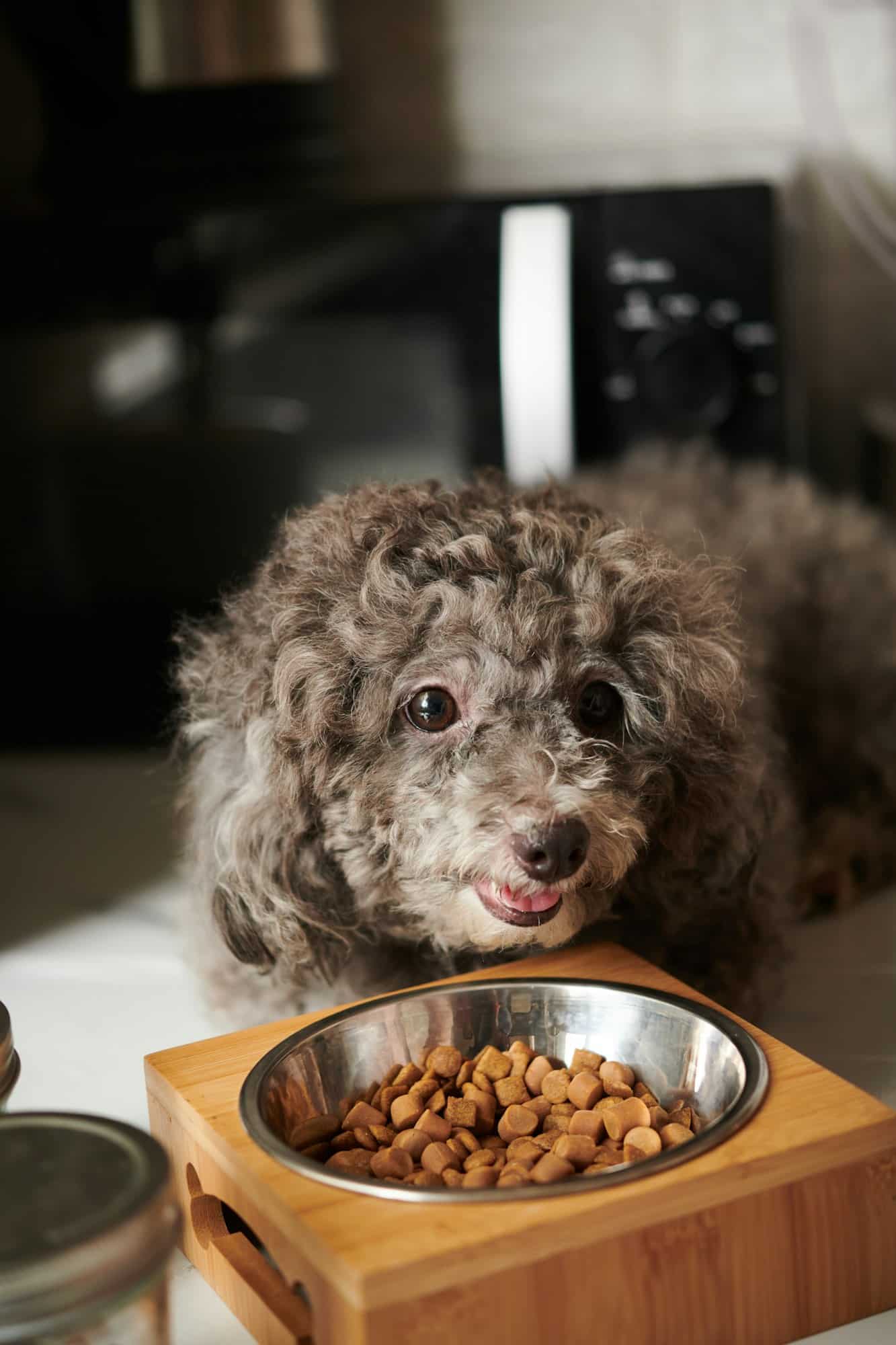Choisir les meilleures croquettes pour son chien